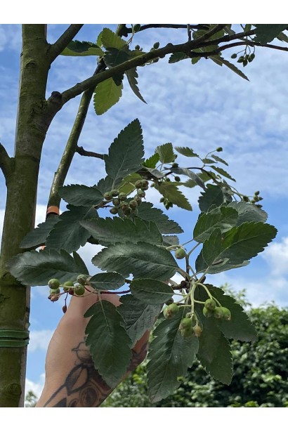 Горобина тюрингська Фастігіата 